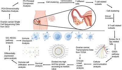 Ovarian cancer-associated immune exhaustion involves SPP1+ T cell and NKT cell, symbolizing more malignant progression